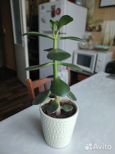 Денежное дерево толстянка