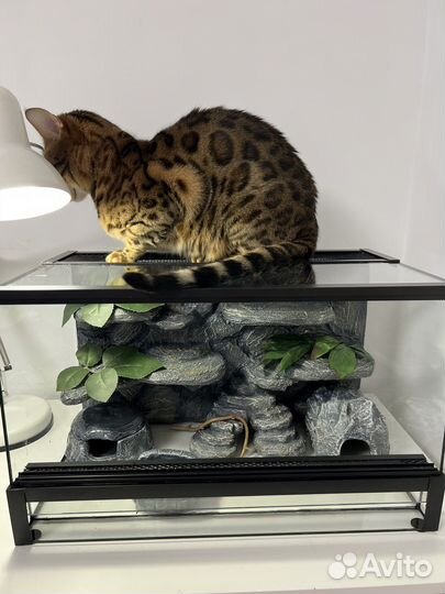 Террариум для геккона