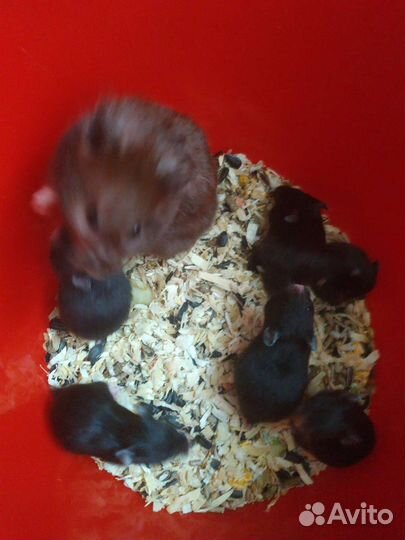 Сирийский хомяк малыши