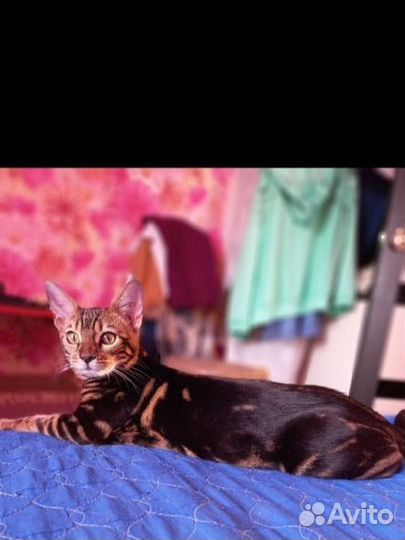 Мраморята и леопардики