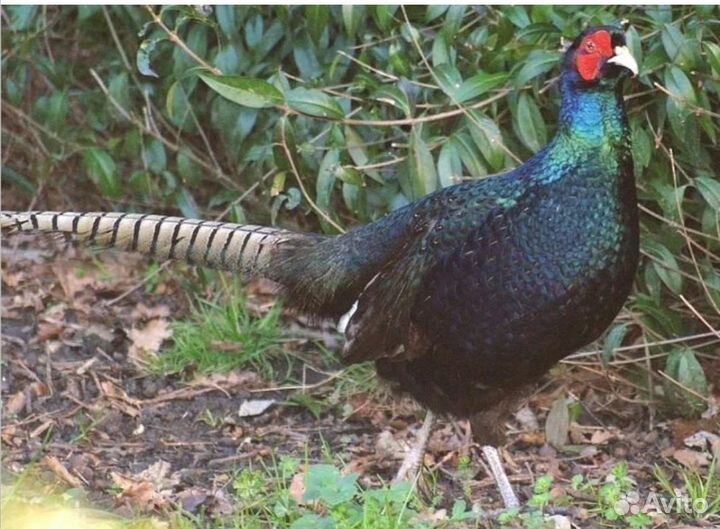 Фазаеята румынские и охотничий