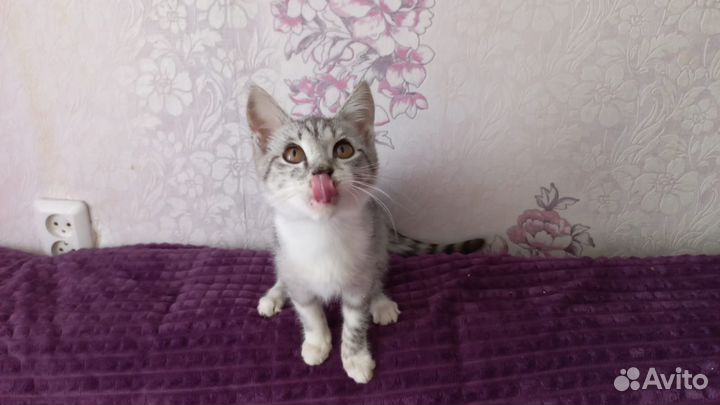 Котенок нуждается в доме