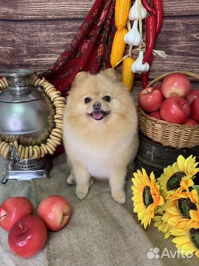 Стрижка собак ЖК Юбилейный квартал