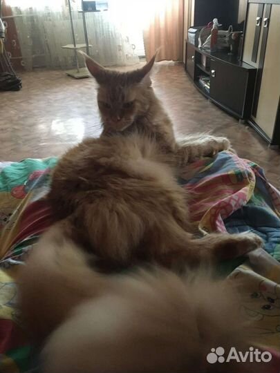 Вязка кошки мейн-кун