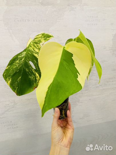 Монстера с желтой вариегатностью