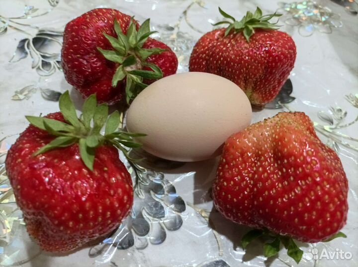 Рассада клубники Гигантелла