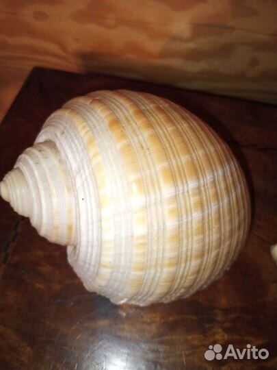 Коллекционирование ракушек