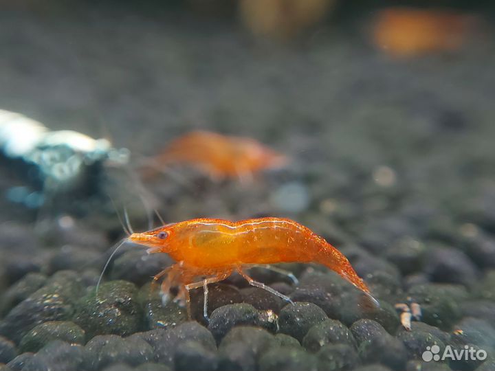 Аквариумные креветки