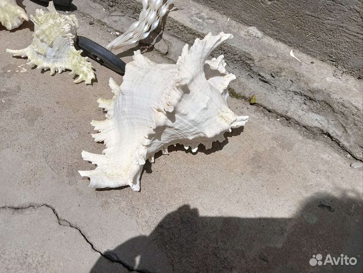 Коралл балянус