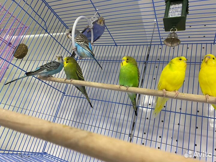 Волнистые попугаи