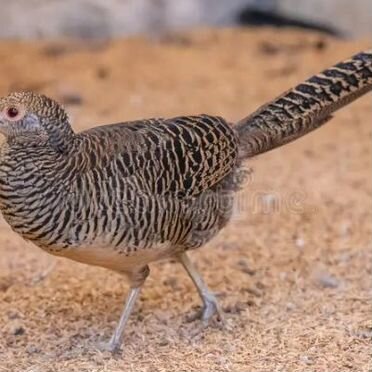 Инкубационное яйцо серебряного фазана