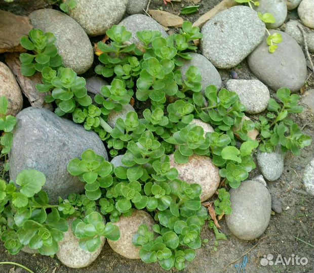 Многолетние почвопокровные растения