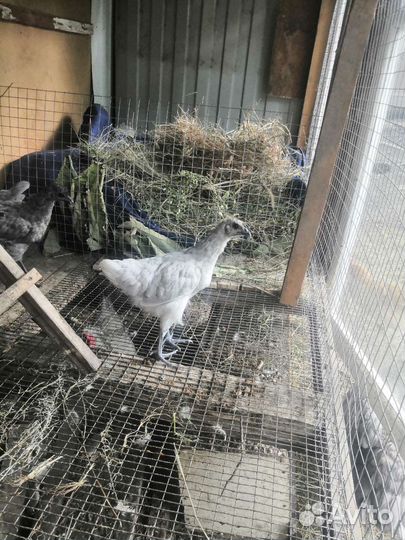 Цыплята брама и лакеданзи