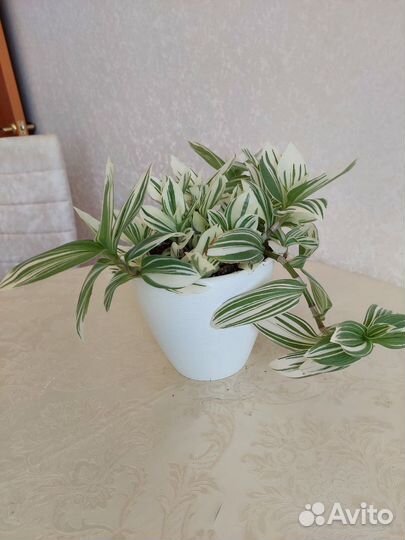 Традисканция Альба