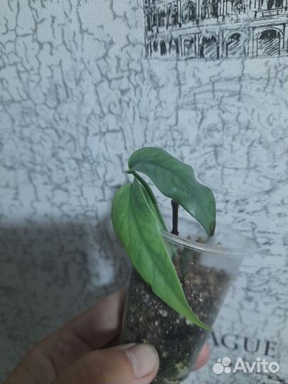 Эпипремнум себу блю