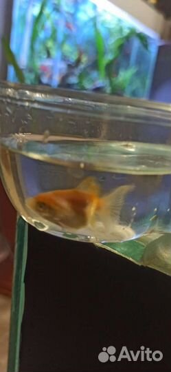 Аквариум