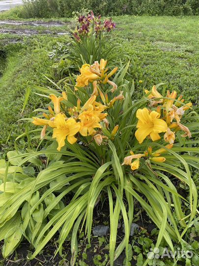 Лилейники сортовые