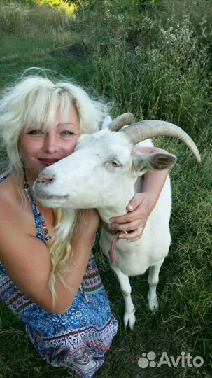 Козье, молоко, сыр, творог