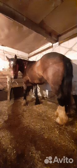 Кобылы тяжеловозные, пони, кареты, тележки, сани