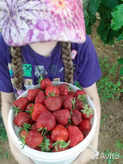 Клубника домашняя Земляничный сладкий сорт