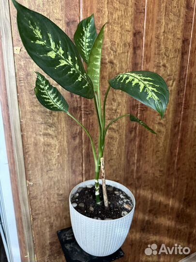 Продам цветы комнатные