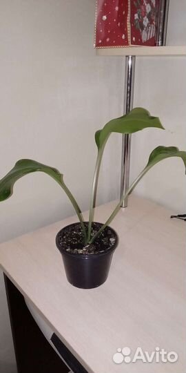 Эухарис амазонская лилия