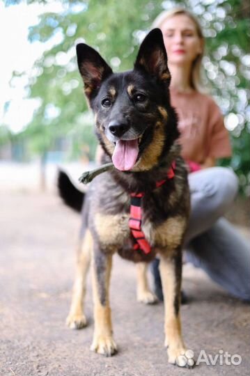 Собака в добрые руки