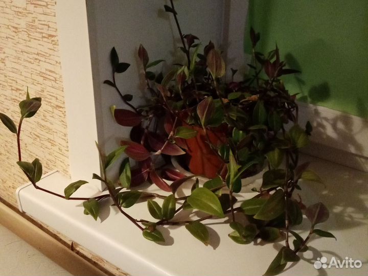 Комнатные растения цветы