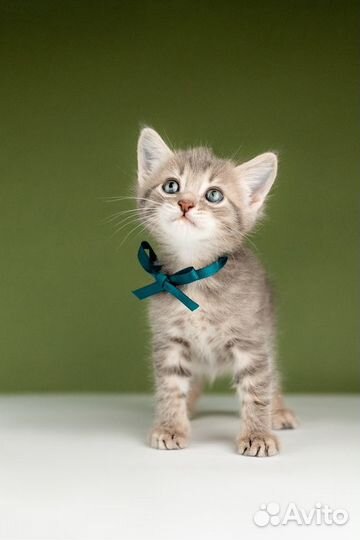 Котята от сибирской мамы — 1,5 месяца в дар