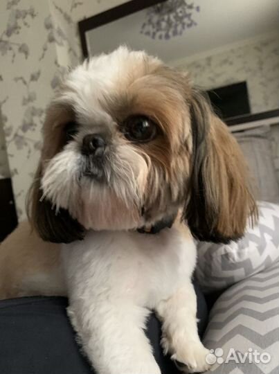 Ши-тцу вязка