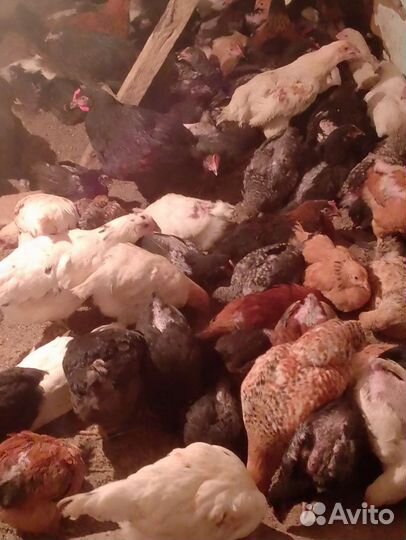 Домашние куры молодки несушки от 1,5 до 3 месяца