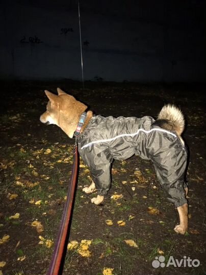 Дождевик для средней собаки