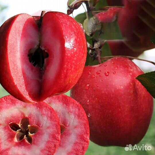 Яблоня ред кетти