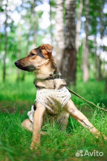 Собака малышка Флора ищет семью щенок