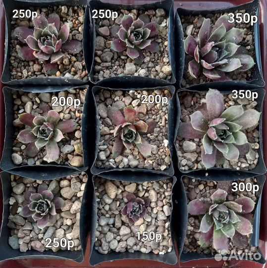 Молодило Кровельное