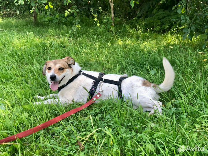 Маленькая собачка Мия 1,5 года