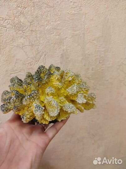 Коралл в аквариум