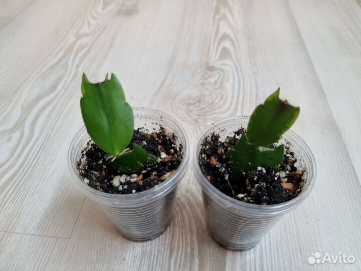 Декабрист шлюмбергера