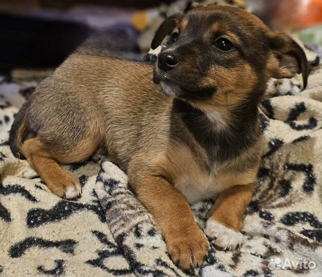 Щенки от маленькой собачки бесплатно