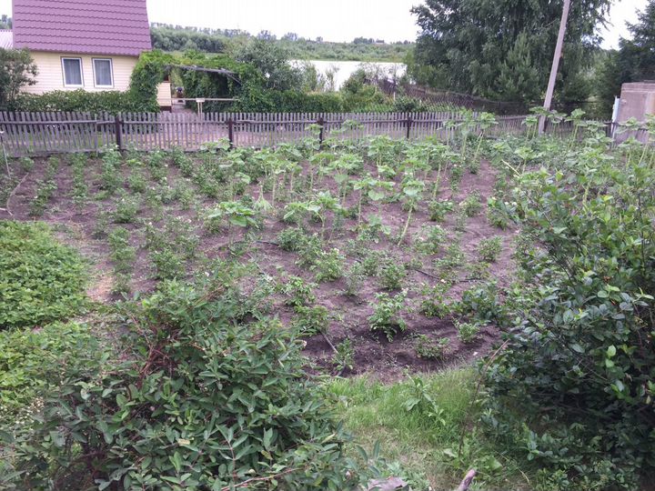 Участок 6 сот. (СНТ, ДНП)