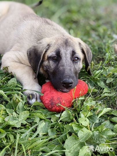 Турецкий кангал (щенки кобели)