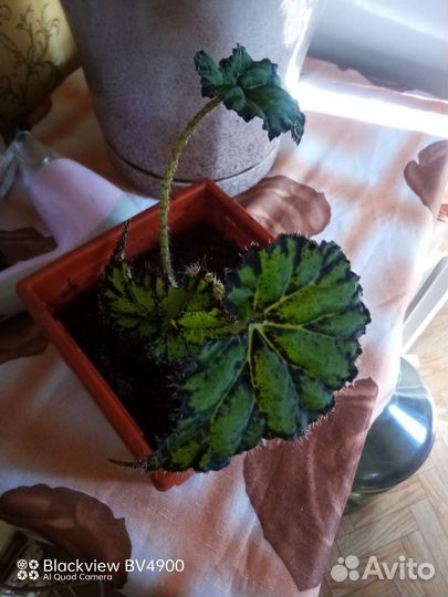 Домашние цветы