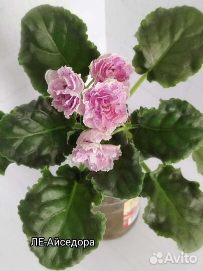 Стандартные, сортовые фиалочки