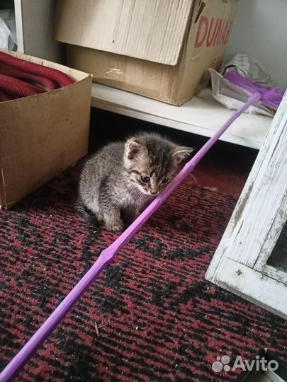 Отдам бесплатно
