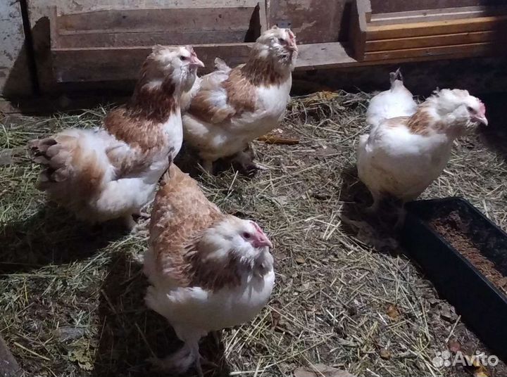Куры и Цыплята
