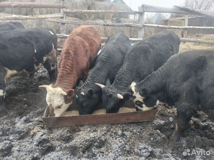 Продам быков