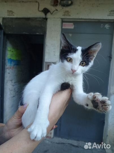 Котёнок-мальчик