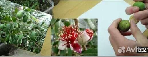 Саженцы фейхоа инжир гранат гуава пасифлора