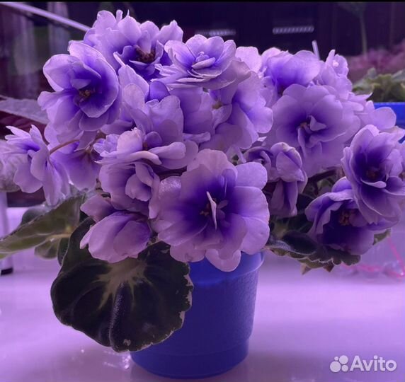 Фиалки сортовые детки