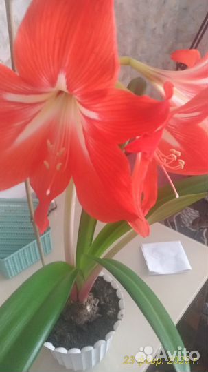 Гипераструм